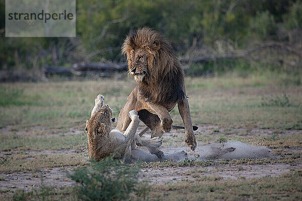 Ein männlicher und ein weiblicher Löwe  Panthera leo  kämpfen