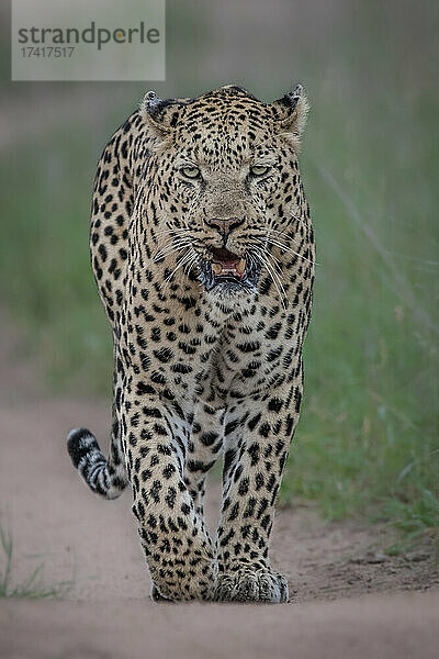 Ein männlicher Leopard  Panthera pardus  geht auf die Kamera zu  mit direktem Blick  knurrend