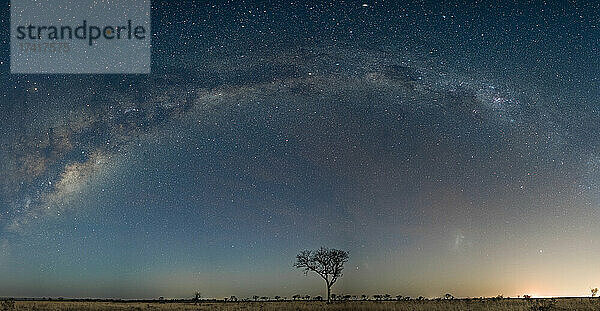 Eine weite Aufnahme der Milchstraße und des klaren Horizonts mit einem Baum