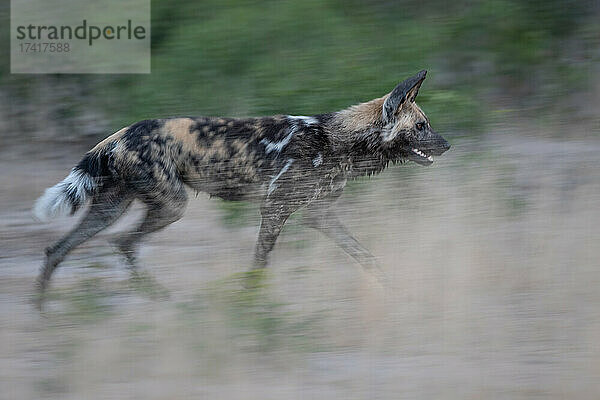 Ein Wildhund  Lycaon pictus  läuft durch Gras  Bewegungsunschärfe