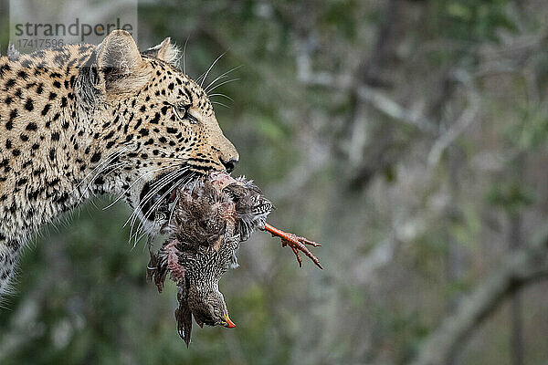 Ein Leopard  Panthera pardus  hält ein totes Spornhuhn  Pternistis natalensis  im Maul