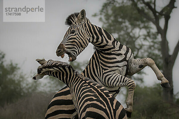 Zwei Zebras  Equus quagga  stellen sich auf ihre Hinterbeine und kämpfen