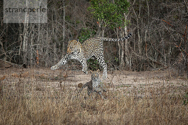 Eine Leopardenmutter und ihr Junges  Panthera pardus  spielen zusammen  indem sie in die Luft springen