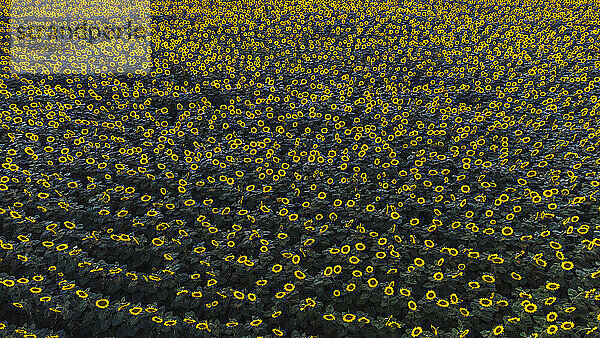 Drohnenansicht eines riesigen Sonnenblumenfeldes im Sommer