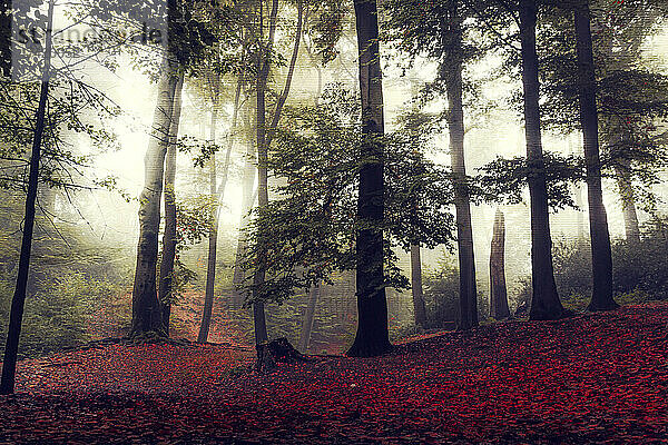Herbstlicher Wald  eingehüllt in Morgennebel