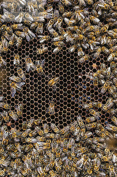 Schwarm Honigbienen im Bienenstock auf dem Bauernhof