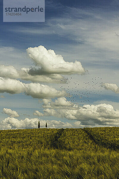 Wolken über dem frühlingshaften Gerstenfeld mit in der Ferne fliegenden Vogelscharen