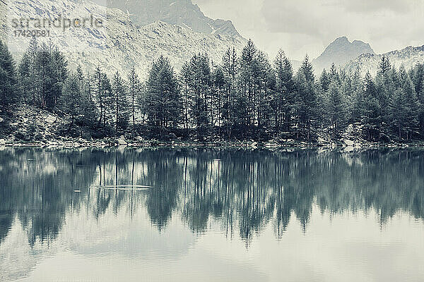 Bäume spiegeln sich im Winter im Alpensee