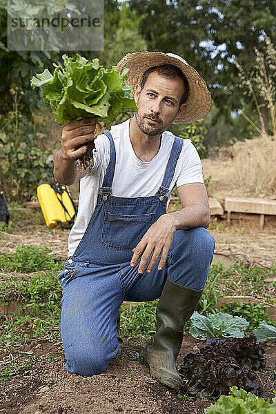 Bauer mit Hut analysiert frischen Salat auf landwirtschaftlichem Feld