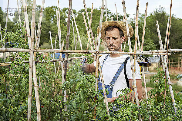 Männlicher Bauer sprüht Pestizide auf Pflanzen  während er auf einem landwirtschaftlichen Feld arbeitet