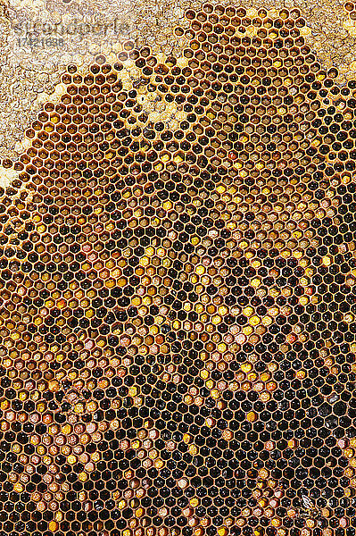 Bienenstock mit Honig