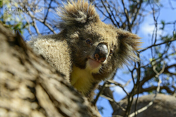 Gefährdeter Koala auf Ast an sonnigen Tagen