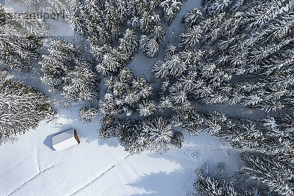Drohnenansicht einer einsamen Hütte  die am Rande eines schneebedeckten Fichtenwaldes steht