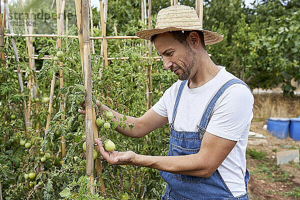Mittlerer erwachsener männlicher Landarbeiter kontrolliert Tomaten auf dem landwirtschaftlichen Feld