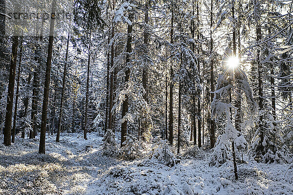Die Sonne scheint durch die Zweige des schneebedeckten Fichtenwaldes