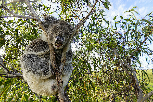 Koala sitzt auf einem Eukalyptuszweig
