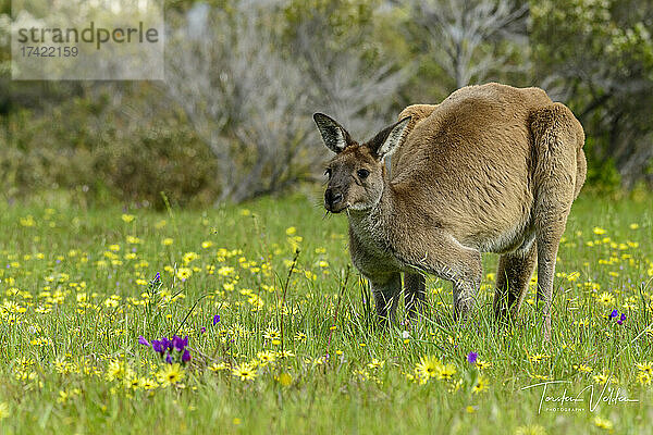 Känguru steht auf einer Frühlingswiese