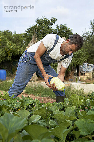 Männlicher Landarbeiter hält Kürbis während der Arbeit auf dem landwirtschaftlichen Feld
