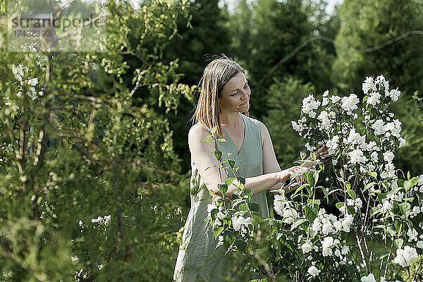 Lächelnde Frau schneidet Jasminblüten im Garten