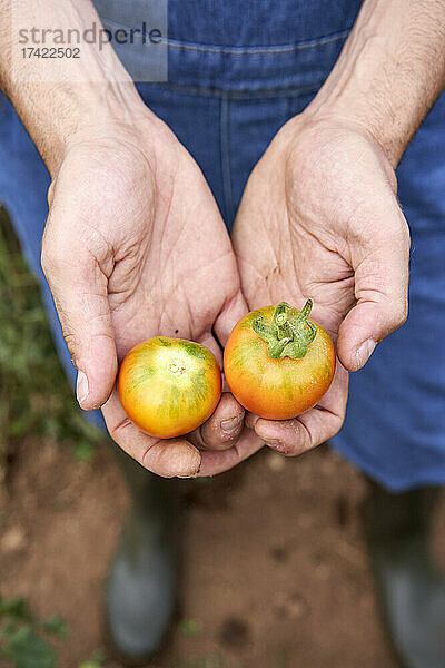 Männlicher Landarbeiter mit frischen Tomaten auf dem landwirtschaftlichen Feld