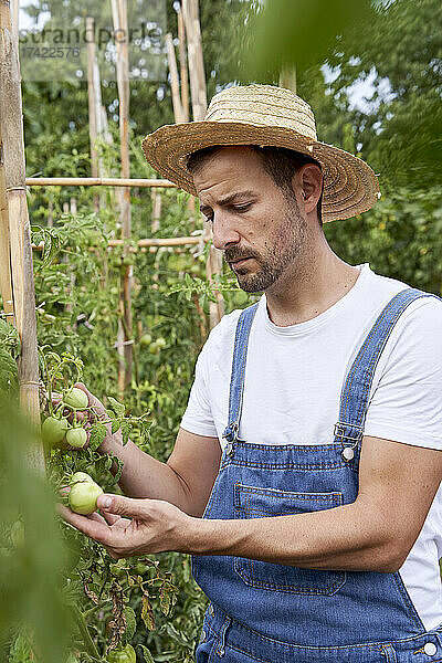 Bauer mit Hut untersucht Tomaten bei der Arbeit auf dem landwirtschaftlichen Feld