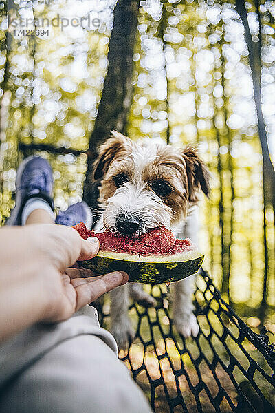 Frau füttert Hund auf Hängematte mit Wassermelone