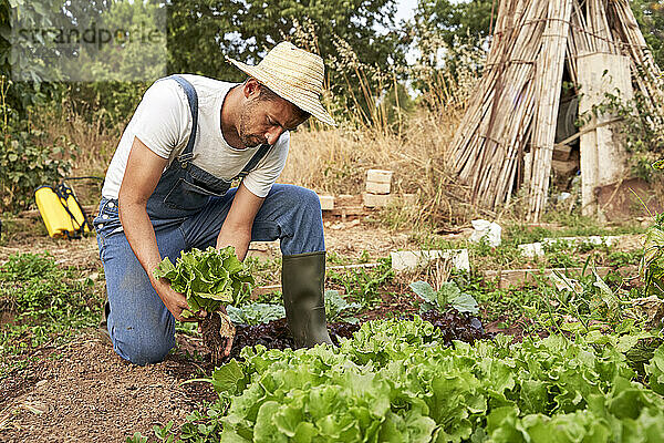 Landwirt erntet frischen Salat  während er auf dem landwirtschaftlichen Feld arbeitet