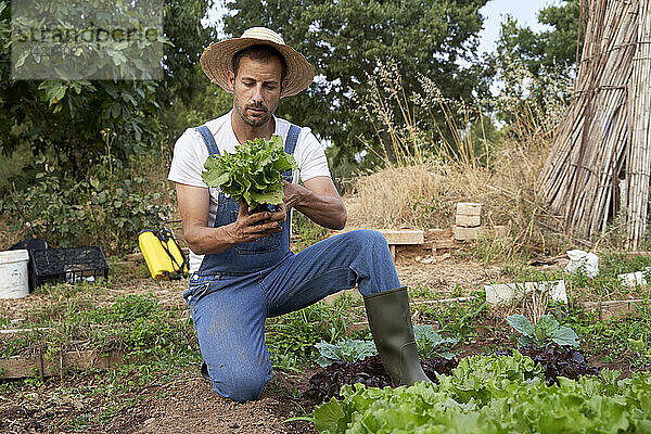 Männlicher Landarbeiter untersucht frischen Salat auf einem landwirtschaftlichen Feld