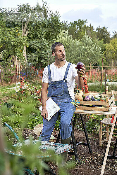 Männlicher Bauer untersucht Auberginen  während er auf einem Tisch auf einem landwirtschaftlichen Feld sitzt