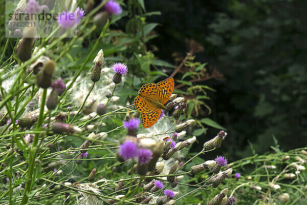 Orange gefleckter Schmetterling  der auf blühender Wildblume hockt
