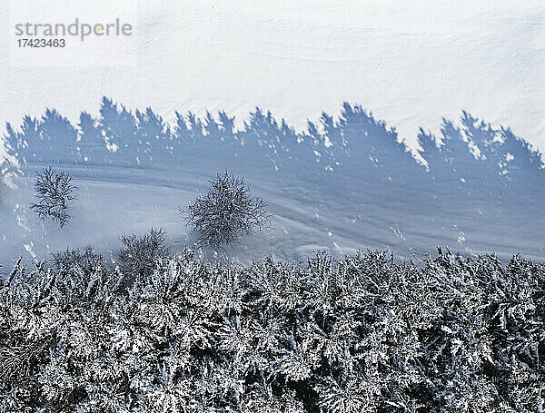 Drohnenansicht des Randes eines schneebedeckten Fichtenwaldes