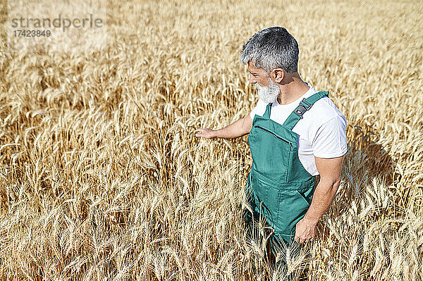 Bärtiger männlicher Bauer berührt an sonnigen Tagen Weizenpflanzen auf dem Feld