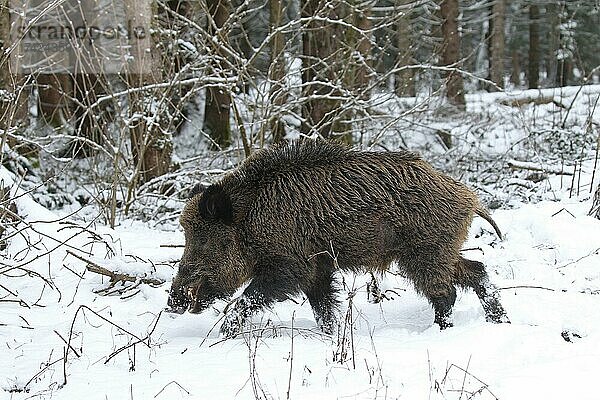 Wildschwein (Sus scrofa) Keiler läuft im winterlichen Fichtenwald (Picea abies) Allgäu  Bayern  Deutschland  Europa
