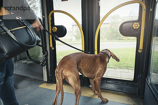 Brauner Hund  der durch eine transparente Tür schaut  während er im Zug reist