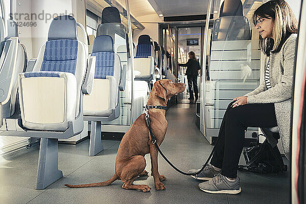 Junger weiblicher Fahrgast  der einen Hund betrachtet  während er im Zug unterwegs ist