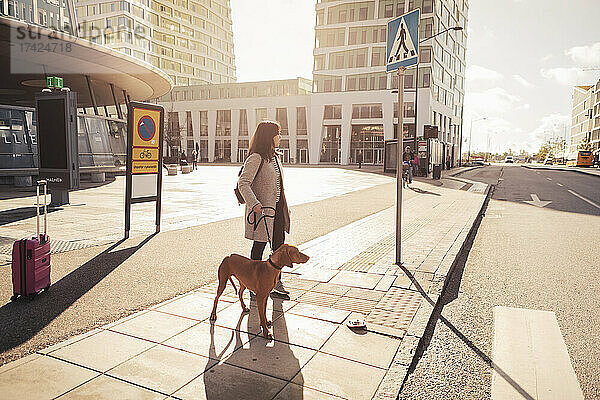 Junge Frau mit Hund schaut beim Überqueren der Straße in der Stadt an einem sonnigen Tag weg