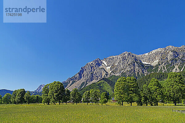 Landschaft  Wildblumenwiese  Dachsteinmassiv