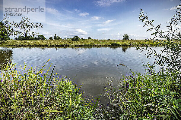 Blick vom Ufer der Pinnau auf den gegenüberliegenden Deich auf dem Schafe grasen  sonnig