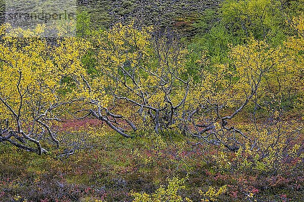 Bunte Herbstfärbung bei einem kleinen Birkenwald  Vesturdalur im Asbyrgi NP  Norðurland eystra  Island  Europa
