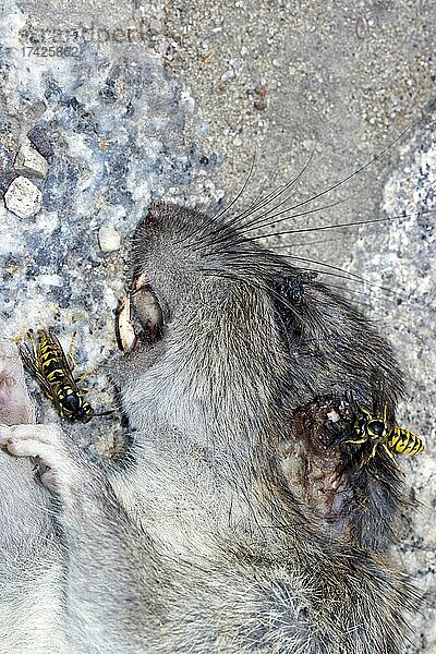 Auf der Straße liegende tote Ratte (Rattus) mit Wespen  Berlin  Deutschland  Europa