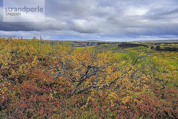 Bunte Herbstfärbung im  Vesturdalur im Asbyrgi NP  Norðurland eystra  Island  Europa