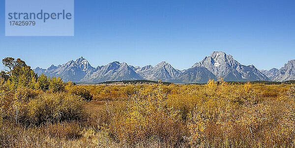 Bergpanorama mit Berggipfel Mount Moran und Grand Teton  Herbstliche Landschaft  gelb gefärbte Espen (Populus tremula) und Büsche  Willow Flats Overlook  Teton Range Gebirgszug  Grand Teton National Park  Wyoming  USA  Nordamerika