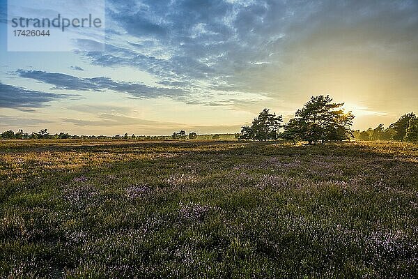 Sonnenuntergang und blühendes Heidekraut (Calluna vulgaris)  Heideblüte  Osterheide  Schneverdingen  Naturpark Lüneburger Heide  Niedersachsen  Deutschland  Europa