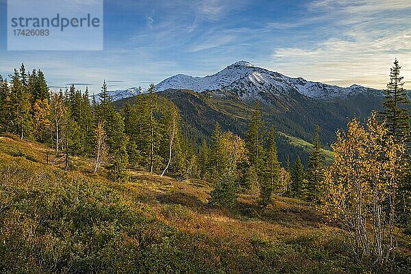 Herbstliche Gebirgslandschaft mit Zwergsträuchern  Moorbirken und Fichten  dahinter der Gilfert  Naunz  Tuxer Voralpen  Tirol  Österreich  Europa