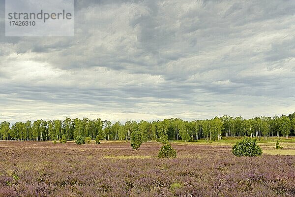 Heidelandschaft  Oberoher Heide  blühende Besenheide (Calluna Vulgaris) mit Wacholder (Juniperus communis)  dramatischer Wolkenhimmel  Naturpark Südheide  Lüneburger Heide  Niedersachsen  Deutschland  Europa