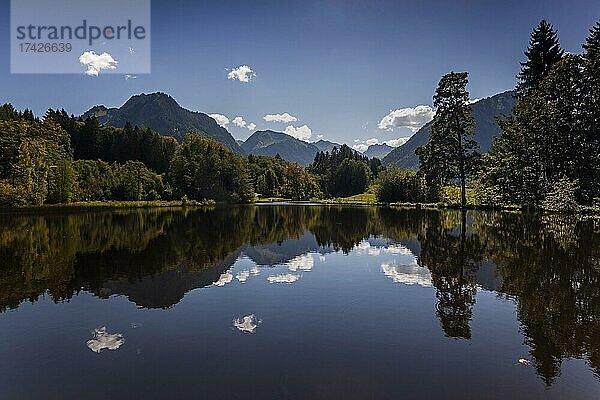 Moor  Moorweiher  Wasserspiegelung  hinten Allgäuer Alpen  Oberstdorf  Oberallgäu  Allgäu  Bayern  Deutschland  Europa