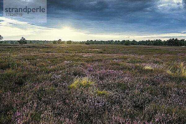 Sonnenuntergang und blühendes Heidekraut (Calluna vulgaris)  Heideblüte  Osterheide  Schneverdingen  Naturpark Lüneburger Heide  Niedersachsen  Deutschland  Europa