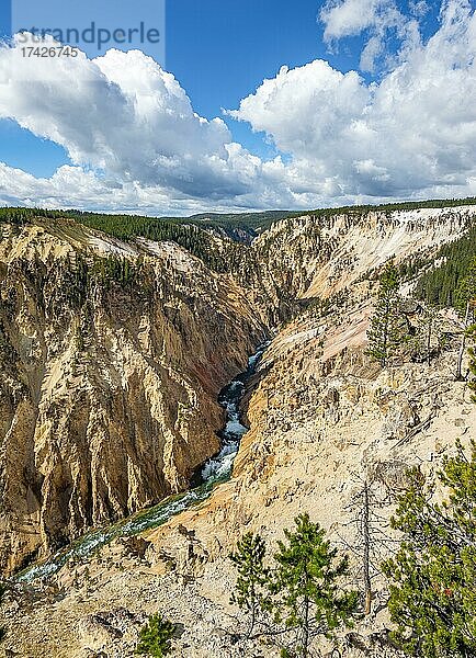 Yellowstone River fließt durch Schlucht  Grand Canyon of the Yellowstone  Grand View  Yellowstone National Park  Wyoming  USA  Nordamerika