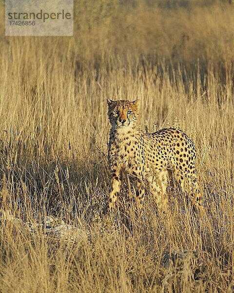 Gepard (Acinoyx Jubatus) im Grasland. Etosha-Nationalpark  Namibia  Afrika