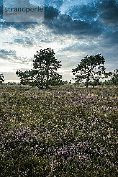 Sonnenuntergang und blühendes Heidekraut (Calluna vulgaris)  Heideblüte  Osterheide  Schneverdingen  Naturpark Lüneburger Heide  Niedersachsen  Deutschland  Europa